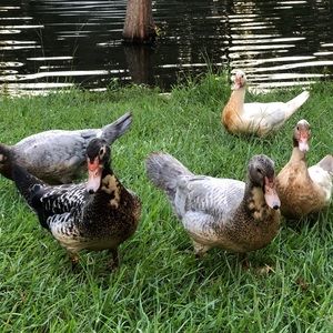 Meet your Posher, Marcia